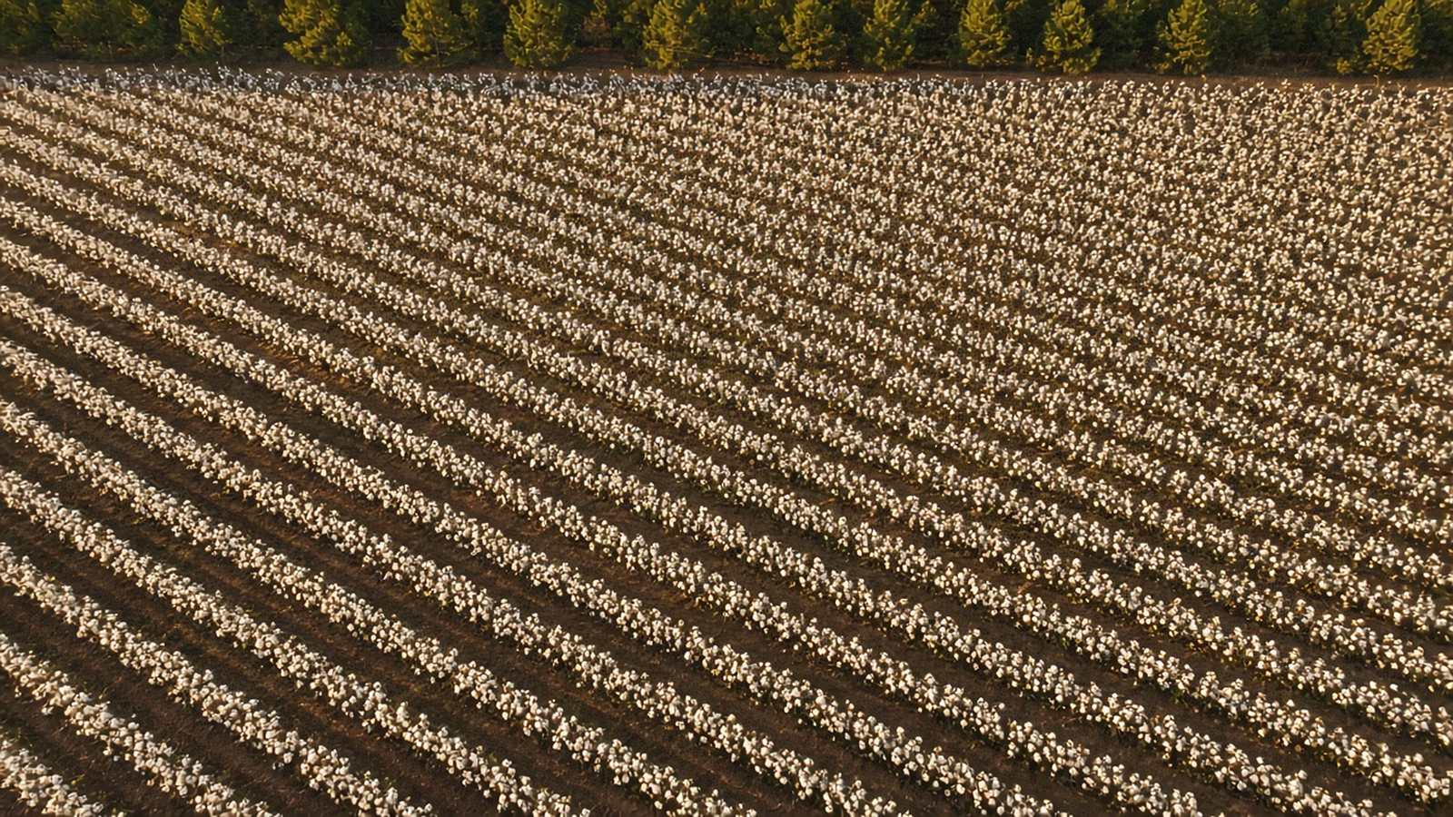 Drone view looking straight down on an open-boll cotton field at sunrise with straight parallel rows